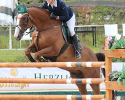 jumper Gulliver 128 (Hanoverian, 1999, from Grannus Ass)