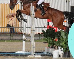 jumper Pocolito (Westphalian, 2002, from Pessoa)