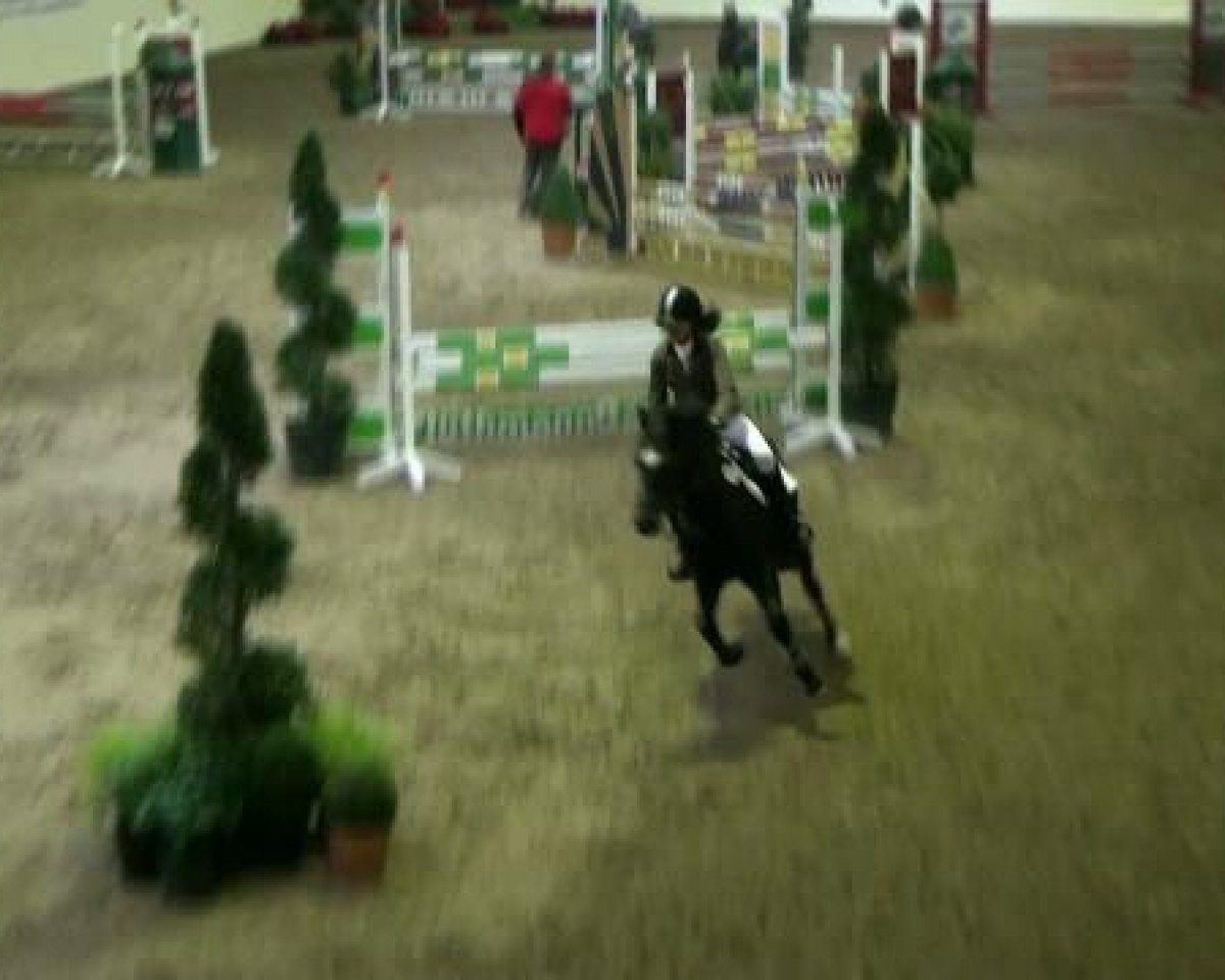 jumper Top Dominus (German Riding Pony, 1991, from Duktus)