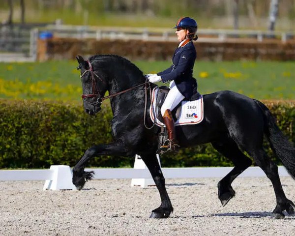 stallion Wibout 511 (Friese, 2015, from Thorben 466)