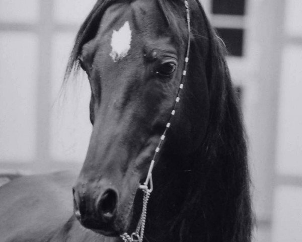Deckhengst Allat al Ganschow (Vollblutaraber, 1993, von Allat el Kazar ox)