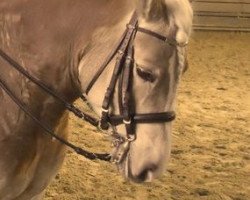 Dressurpferd Amon van het Ligterink (Haflinger, 2006, von Allacher)