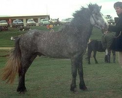 stallion Feykir frá Hafsteinsstöðum (Iceland Horse, 1977, from Rauður frá Kolkuósi)