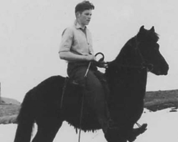 Deckhengst Hrafn frá Hólum (Islandpferd, 1955, von Hóla-Skuggi frá Hólum)
