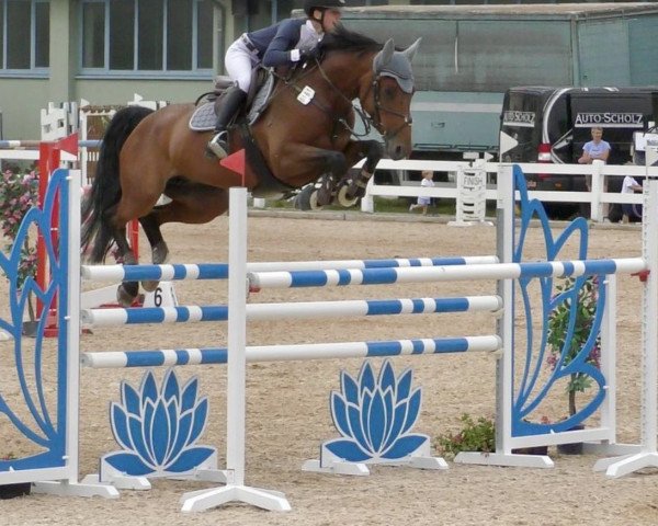 broodmare Faizah 2 (Württemberger, 2011, from Flipper d'Elle)