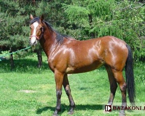 horse Diament (Little-Poland (malopolska), 1998, from Lais)
