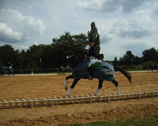 dressage horse Ravallo 15 (Sachse, 1996, from Ravallo 115 FIN)
