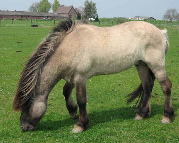 stallion Askur fra Gerdum (Iceland Horse, 1991, from Ófeigur frá Flugumýri)