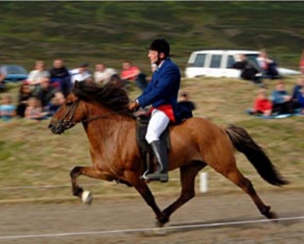 stallion Prins fra Sydra-Skördugili (Iceland Horse, 1992, from Ófeigur frá Flugumýri)