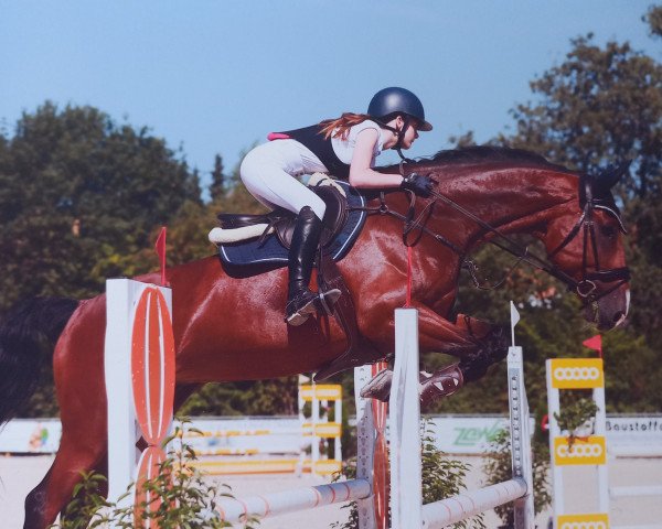 Springpferd Morreno (Belgisches Warmblut, 2012, von Elvis Ter Putte)