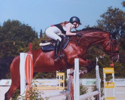 jumper Morreno (Belgian Warmblood, 2012, from Elvis Ter Putte)