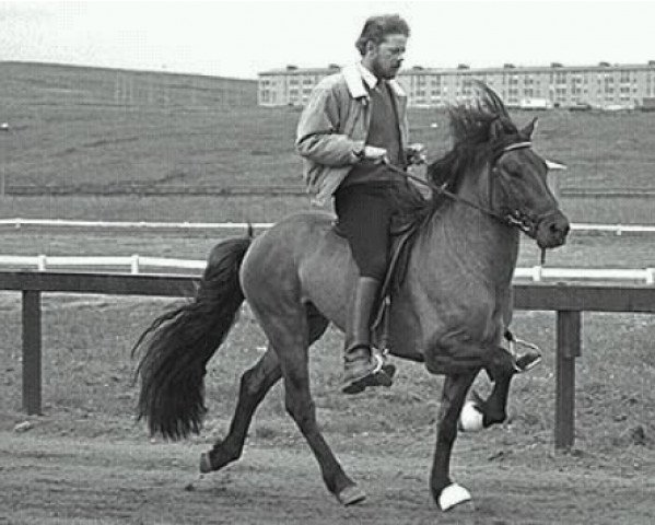 stallion Spaenir fra Efri-Bru (Iceland Horse, 1981, from Ófeigur frá Flugumýri) stallion Spaenir fra Efri-Bru (Iceland Horse, 1981, from Ófeigur frá Flugumýri)