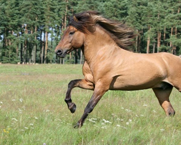 stallion Segull fra Skardi (Iceland Horse, 1989, from Ófeigur frá Flugumýri)