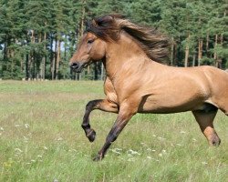 stallion Segull fra Skardi (Iceland Horse, 1989, from Ófeigur frá Flugumýri)