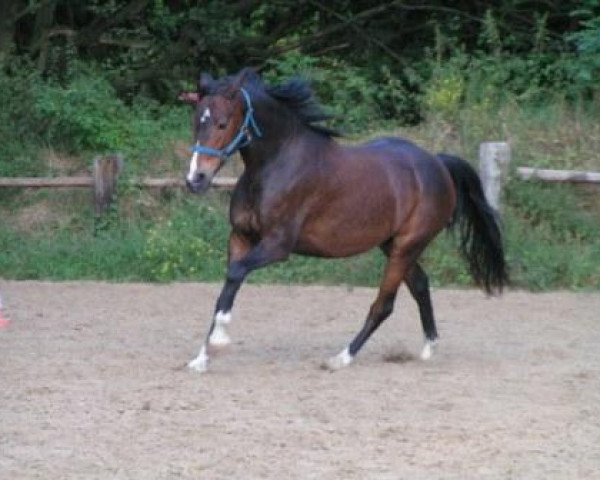 horse Louviers (German Riding Pony,  , from Lukas)