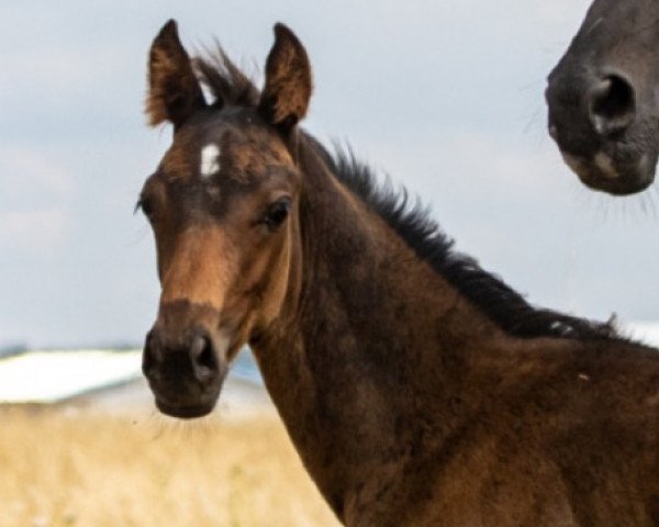 Deckhengst Fonner Z (Zangersheide Reitpferd, 2022, von Flint)