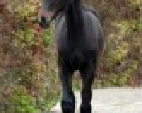 broodmare Camilla (Oldenburg, 2010, from Clinton I)