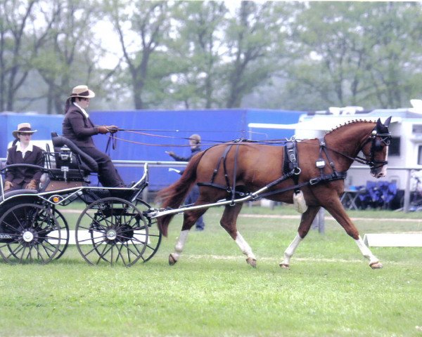 Pferd Prinz Charles (Trakehner, 2002, von Charly Chaplin) Pferd Prinz Charles (Trakehner, 2002, von Charly Chaplin)