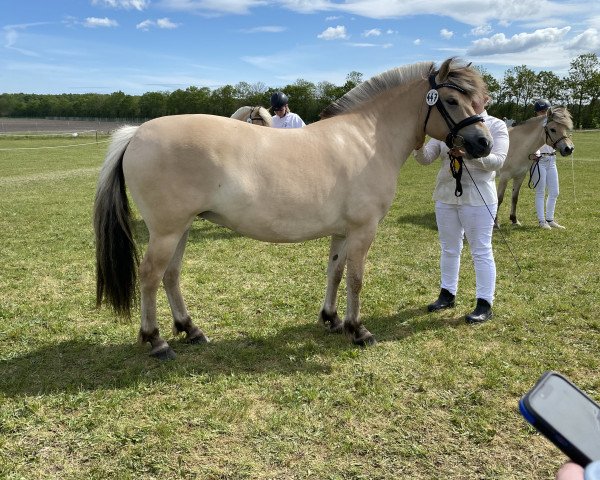 horse Shakira af Karhusgård (Fjord Horse, 2019, from Højgaards Nando)
