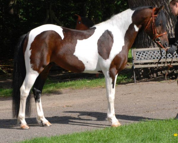 Deckhengst Saphir (Lewitzer, 2006, von Shamani)