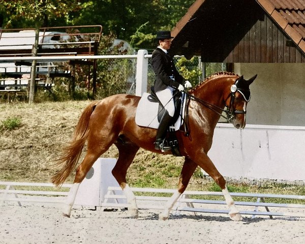 horse Duke 237 (Hanoverian, 2004, from Desert Moon)