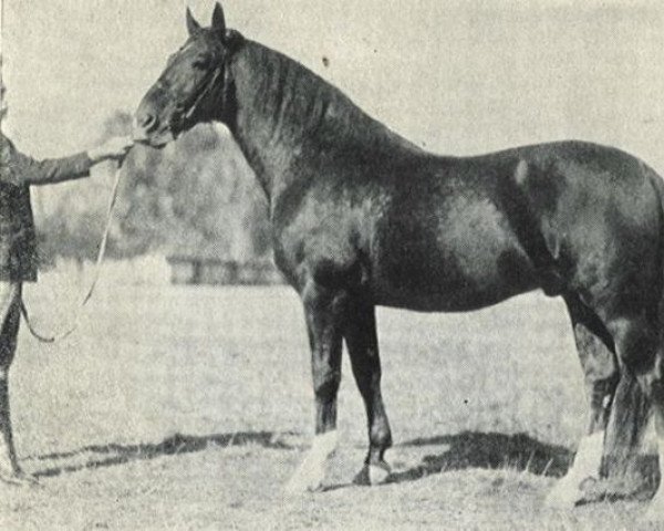 stallion Almhirt (Hanoverian, 1941, from Alwin) stallion Almhirt (Hanoverian, 1941, from Alwin)