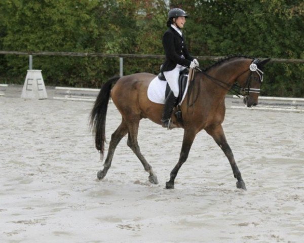 dressage horse Scheward (Trakehner, 1996, from Hockey 41)