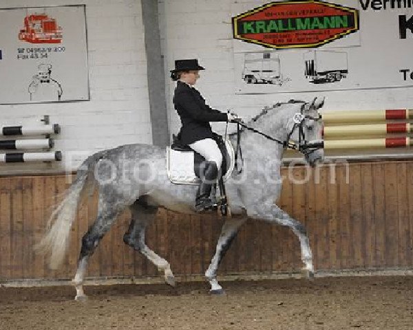 dressage horse Sacre coeur 17 (Hanoverian, 2005, from Sandro Song) dressage horse Sacre coeur 17 (Hanoverian, 2005, from Sandro Song)