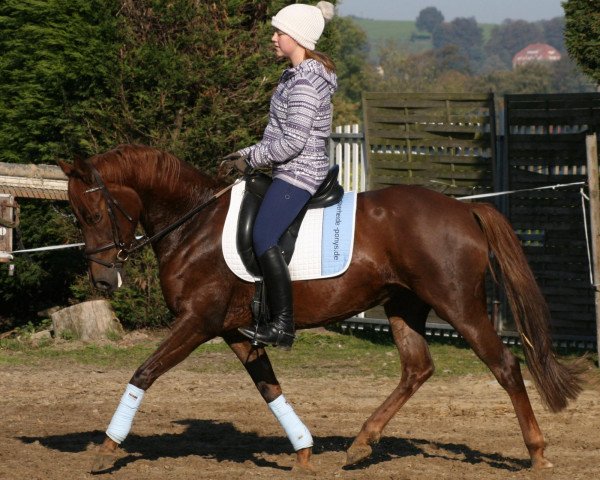 broodmare Steverheides Lucy (German Riding Pony, 2004, from Lucky One)