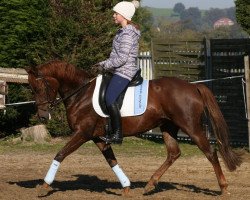 broodmare Steverheides Lucy (German Riding Pony, 2004, from Lucky One)