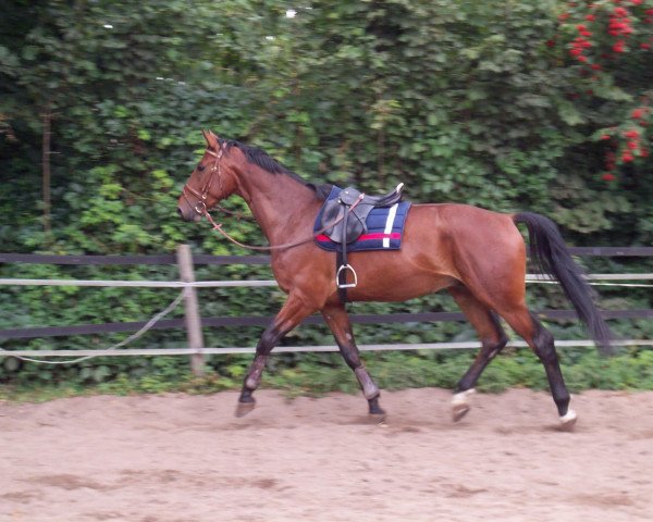 horse Quintendro (Mecklenburg, 2007, from Quintender 2)