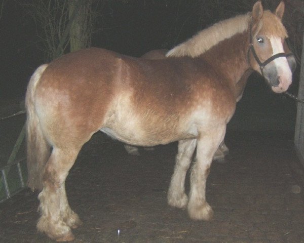 horse Heike (Rhenish-German Cold-Blood, 2003, from Harbeck)
