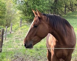horse Ikopa F (Westphalian, 2019, from I'm Special de Muze)