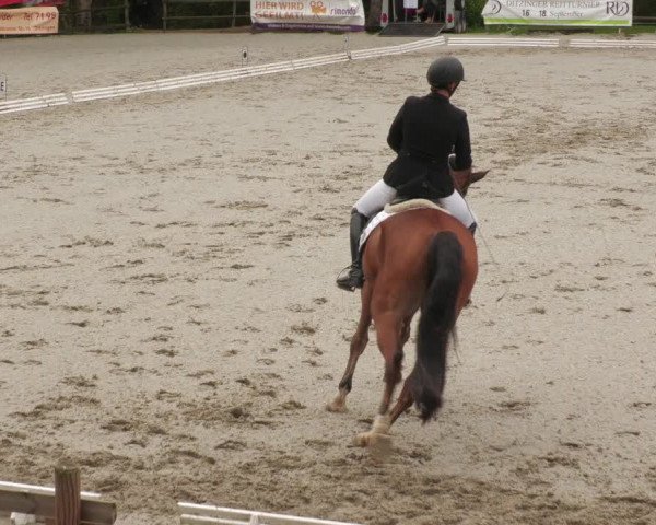 Reitturnier Ditzingen 2022