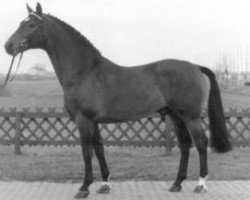 Deckhengst Rescator (Westfale, 1976, von Ramiro Z)