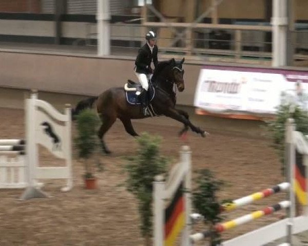 jumper Newton (Hanoverian, 2007, from Now Or Never M)