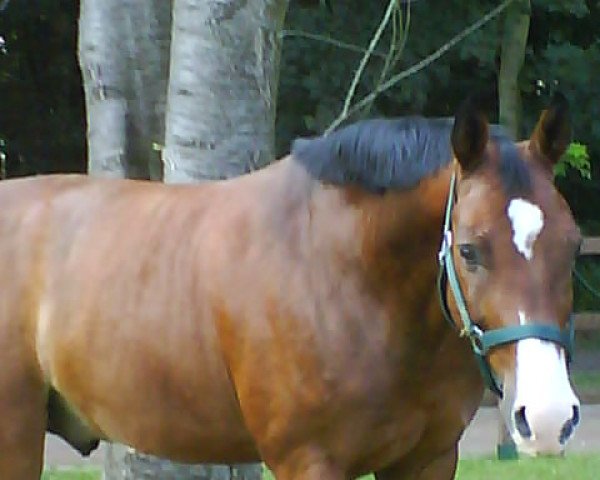 horse Popey 25 (Saxony-Anhaltiner, 1997, from Prinz Pilot)