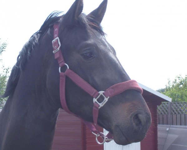 dressage horse Salieri (Rhinelander, 2008, from Swarovski)