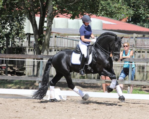 Dressurpferd Jorrit van't Speykbosch Ster Sport (Friese, 2011, von Norbert 444)