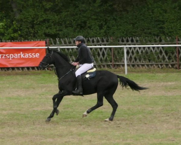 Reitturnier Wernigerode 2022