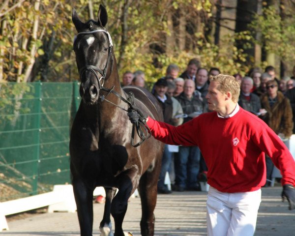 dressage horse Sun of May Life (Rhinelander, 2009, from San Amour I)