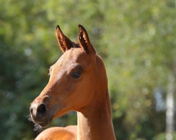 horse Helanios (Trakehner, 2022, from Imperio 3)