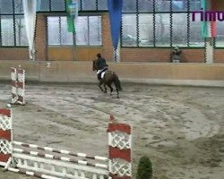 jumper Maranello 21 (Westphalian, 2004, from Medici)