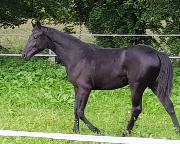 broodmare Bonne Fleur (Hanoverian, 2021, from Bon Joker)