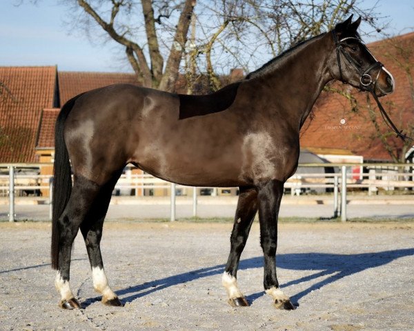 horse Sharazan (Westphalian, 2018, from Sezuan)