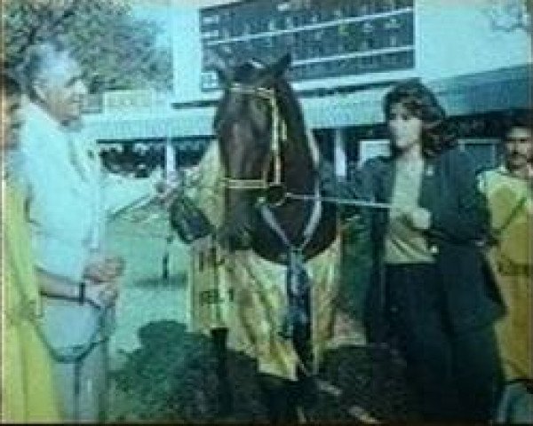 horse Star Supreme (Welsh-Pony (Section B), 1949, from Welsh Echo)