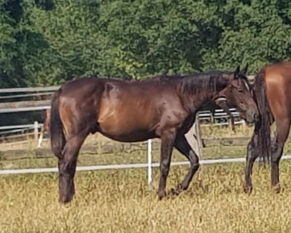 horse Bon Jovi (Oldenburg, 2021, from Bon Joker)