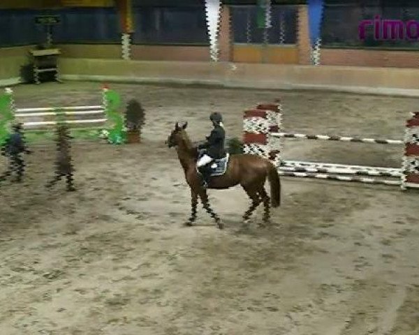 broodmare Panakeia (Westphalian, 1998, from Pinocchio)