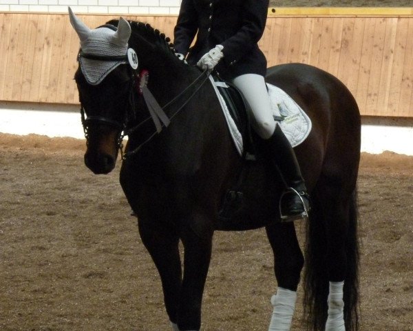 dressage horse Cappuccino 46 (Bavarian, 1994, from Chromat)