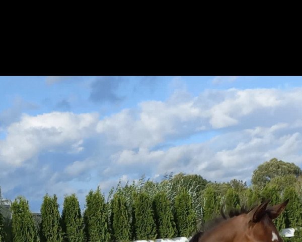 horse A… (German Sport Horse, 2022, from All Star)